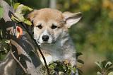 CORGI PEMBROKE 1101